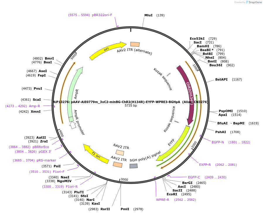 214842-plasmid-map-sequence-id-425141