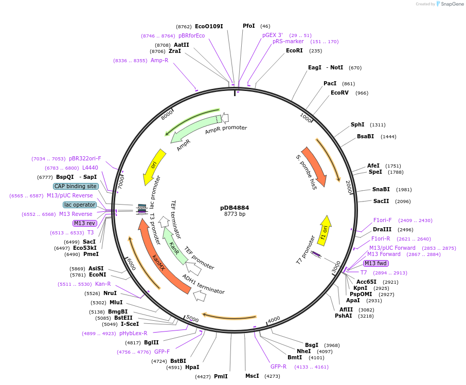 215500-plasmid-map-sequence-id-425142