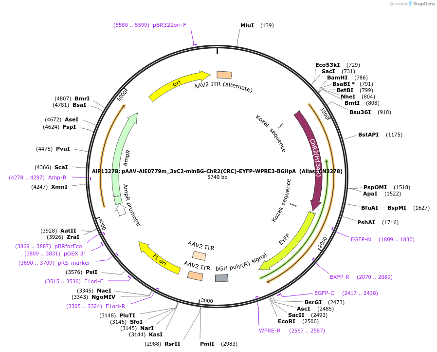214843-plasmid-map-sequence-id-425143