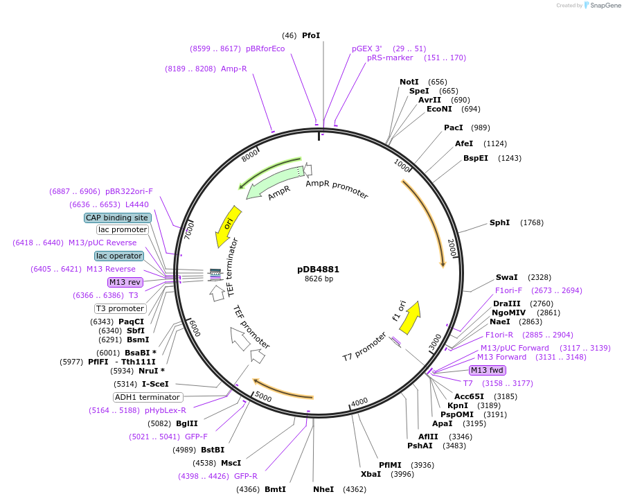 215499-plasmid-map-sequence-id-425144