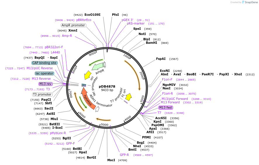 215498-plasmid-map-sequence-id-425146
