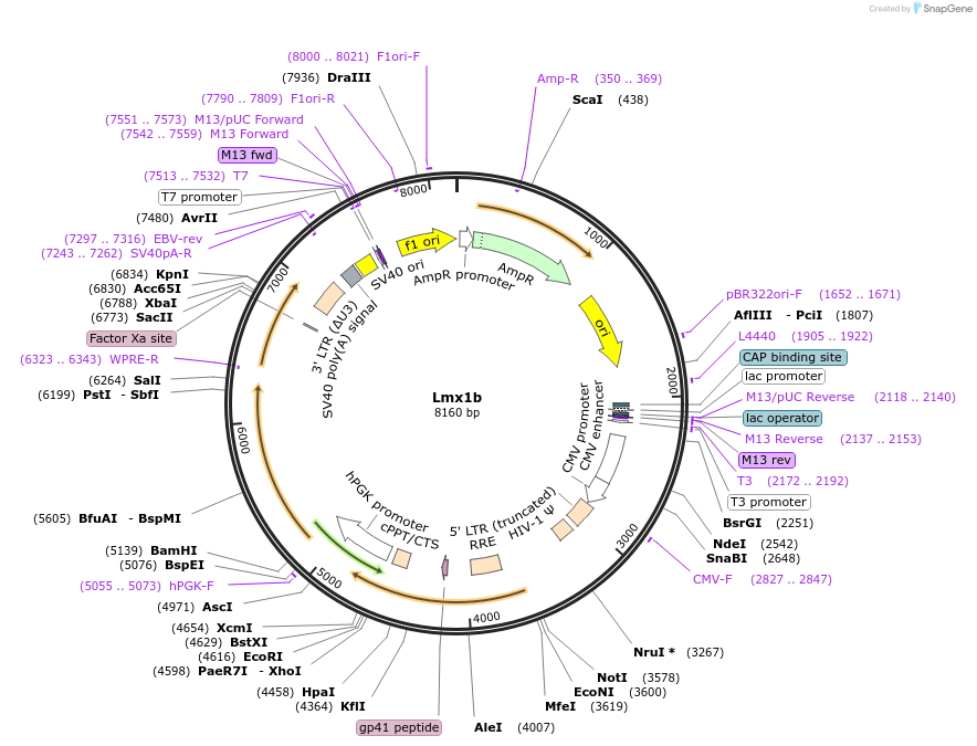 34997-plasmid-map-sequence-id-42516
