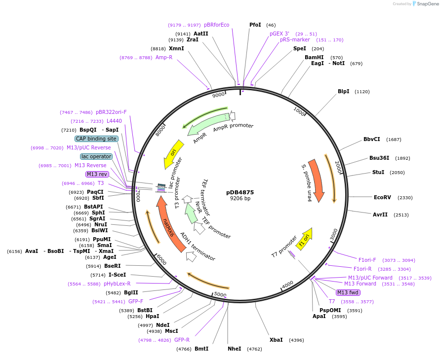 215497-plasmid-map-sequence-id-425163