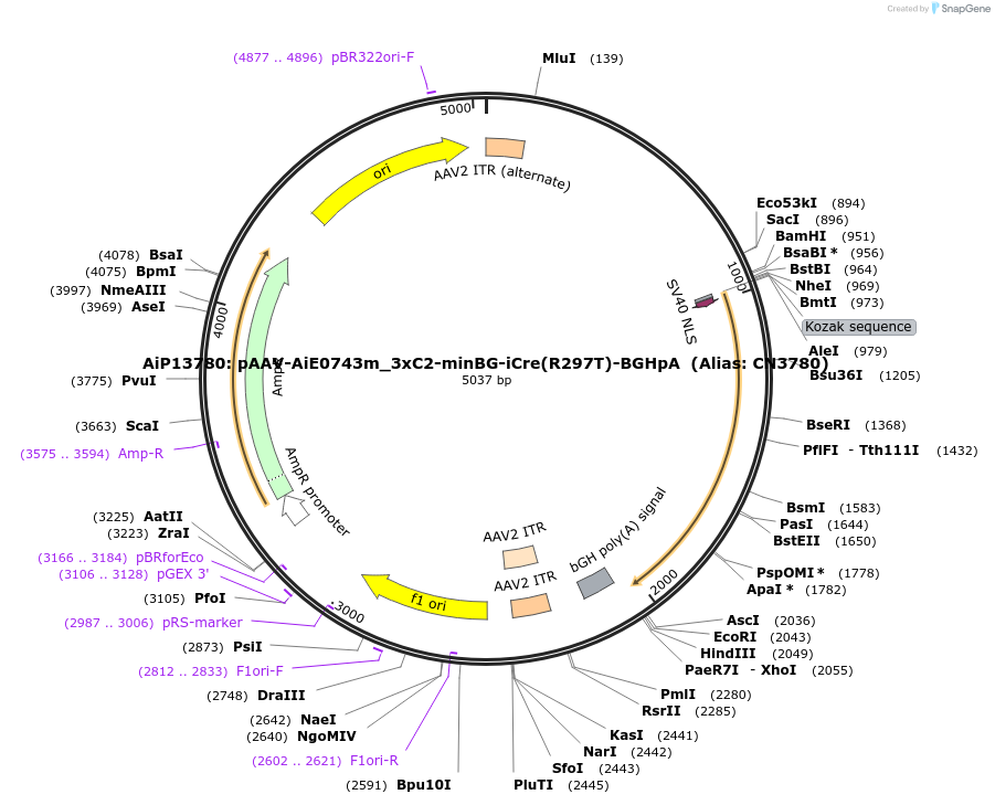 214848-plasmid-map-sequence-id-425165