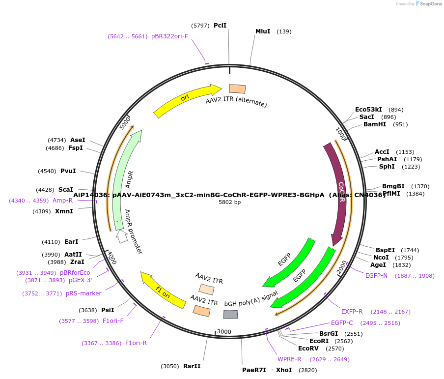 214854-plasmid-map-sequence-id-425169