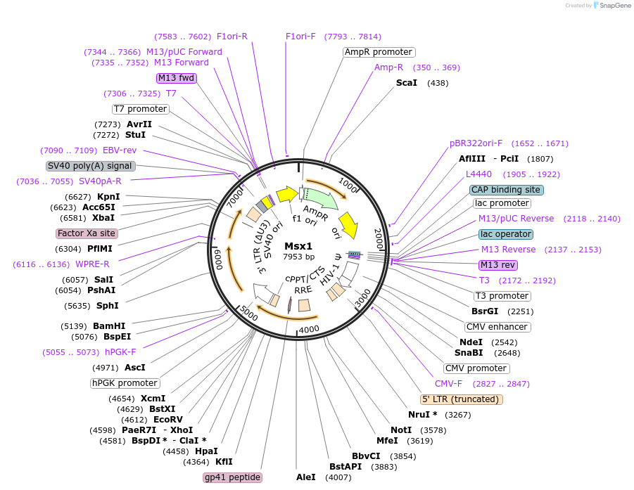 34998-plasmid-map-sequence-id-42517