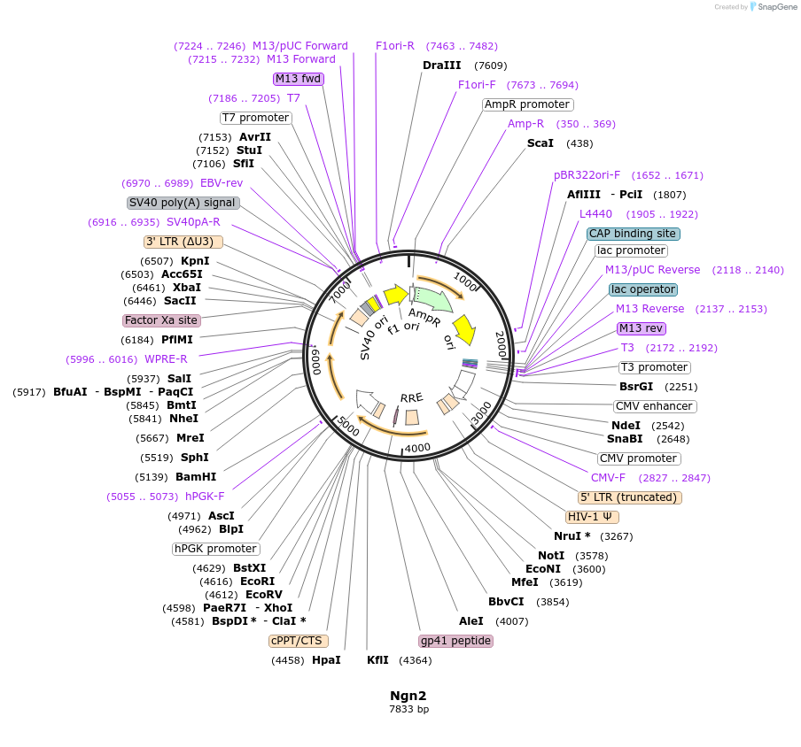34999-plasmid-map-sequence-id-42518