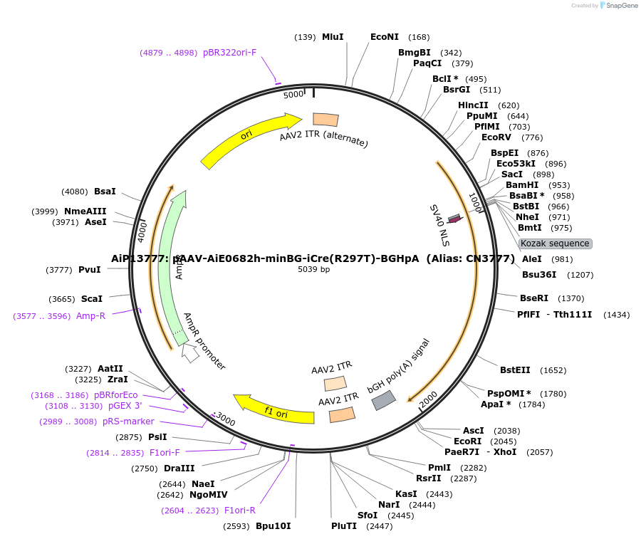 214847-plasmid-map-sequence-id-425187