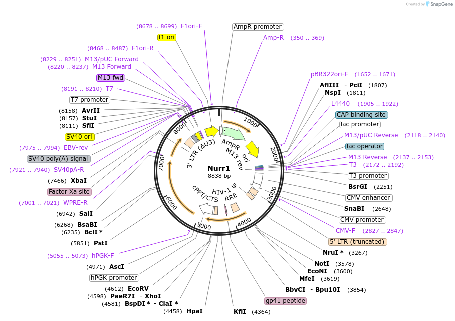 35000-plasmid-map-sequence-id-42519