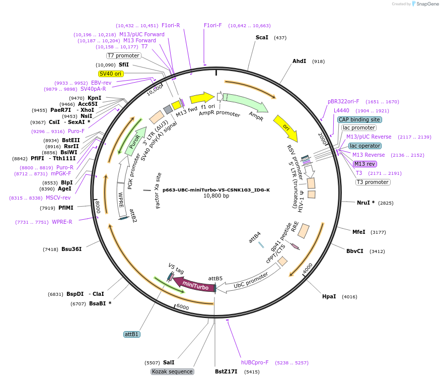 214460-plasmid-map-sequence-id-425206