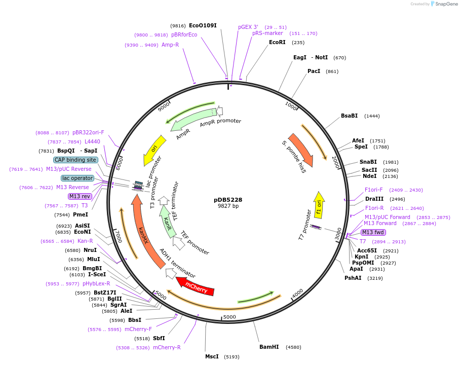 215495-plasmid-map-sequence-id-425207