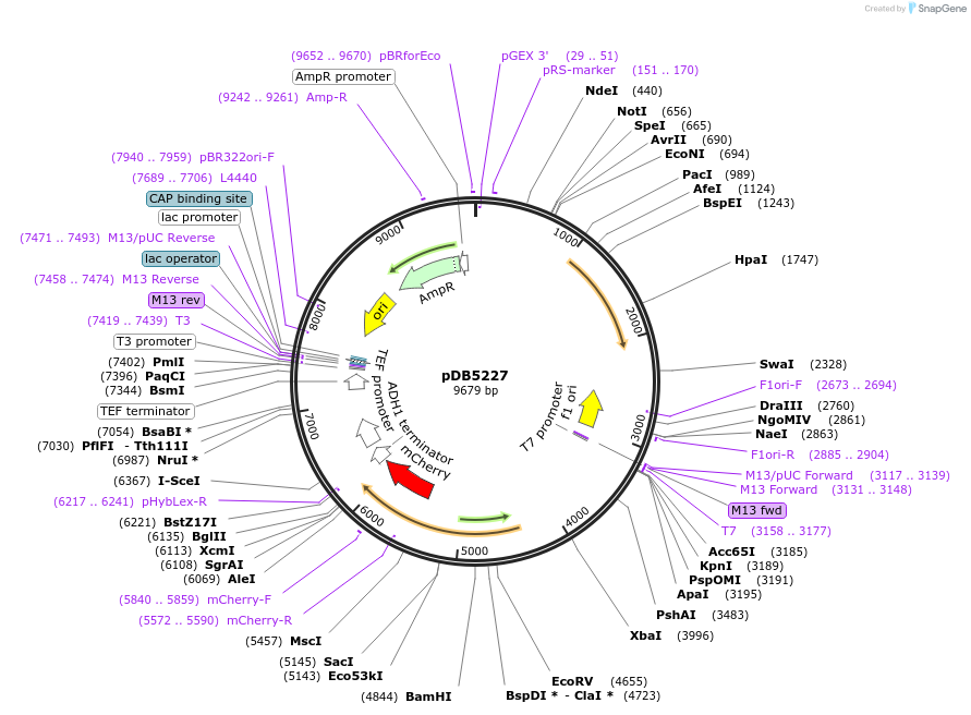 215494-plasmid-map-sequence-id-425209