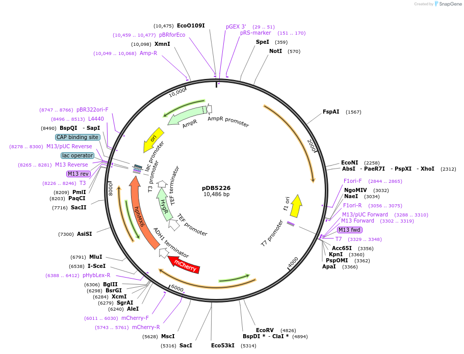 215493-plasmid-map-sequence-id-425213
