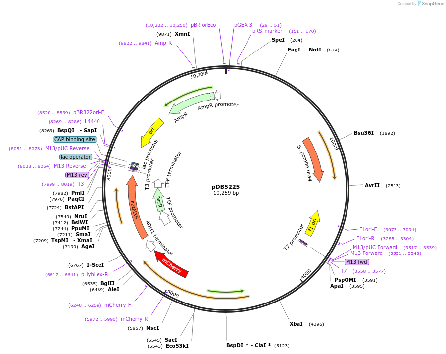 215492-plasmid-map-sequence-id-425215