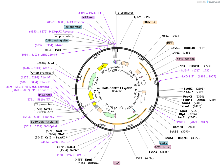 213165-plasmid-map-sequence-id-425218