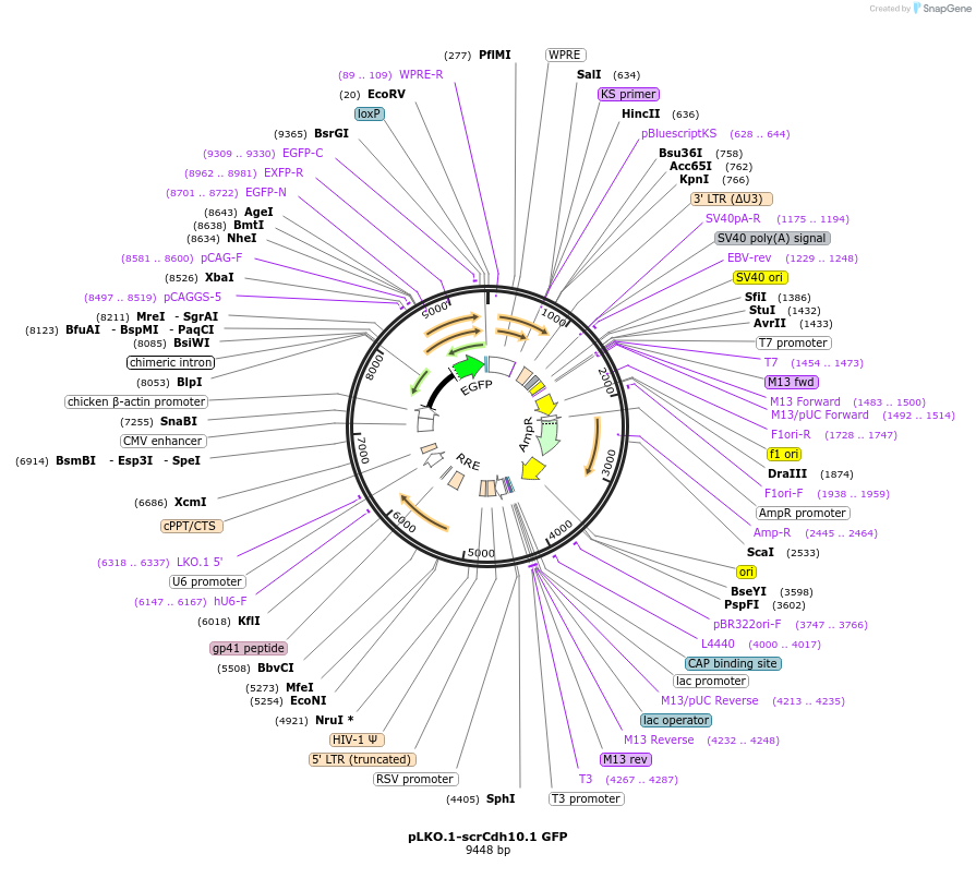 209102-plasmid-map-sequence-id-425221