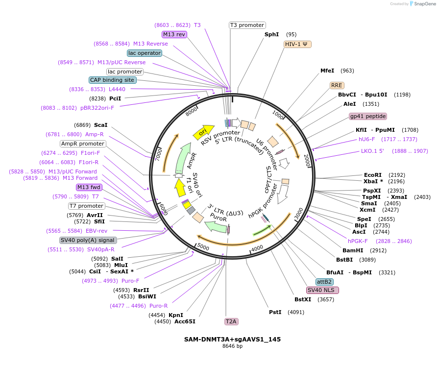 213166-plasmid-map-sequence-id-425222