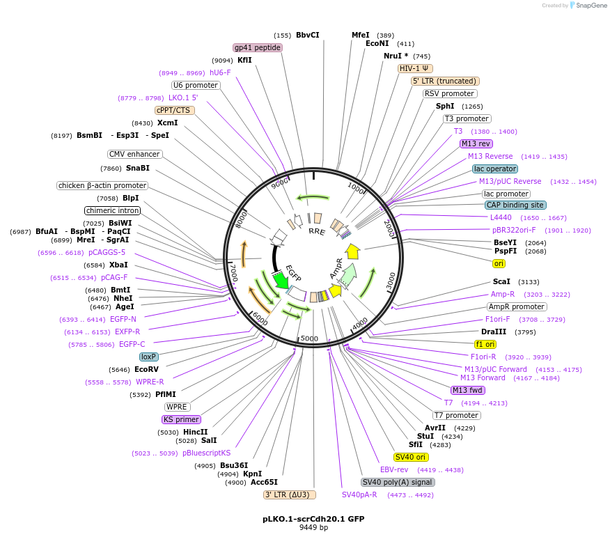 209106-plasmid-map-sequence-id-425229