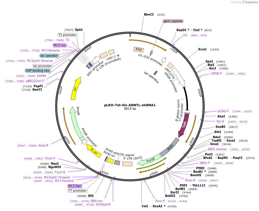 166913-plasmid-map-sequence-id-425230