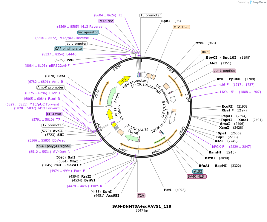 213167-plasmid-map-sequence-id-425231