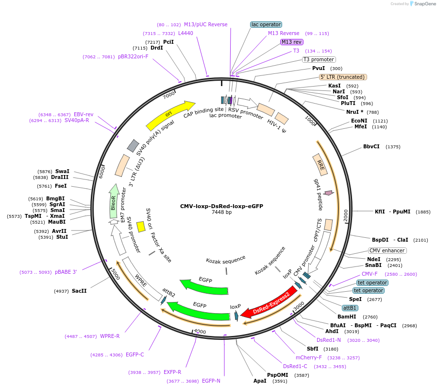 141148-plasmid-map-sequence-id-425252