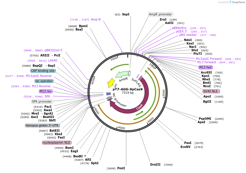 214603-plasmid-map-sequence-id-425275