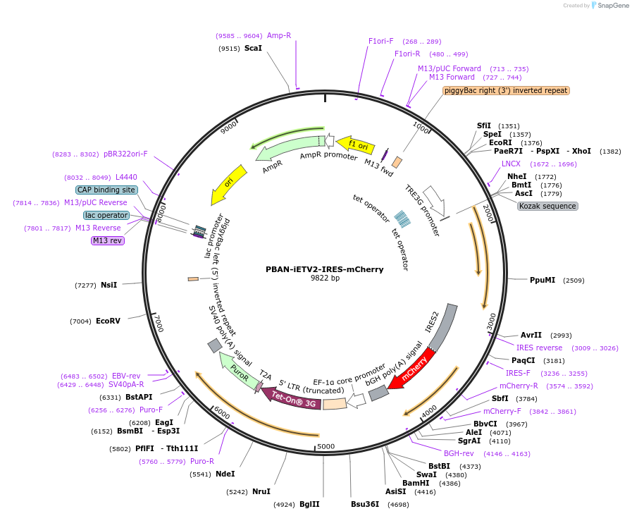 215550-plasmid-map-sequence-id-425295