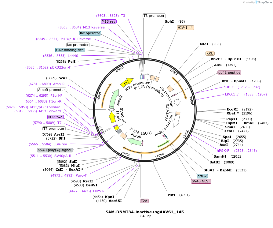213170-plasmid-map-sequence-id-425305
