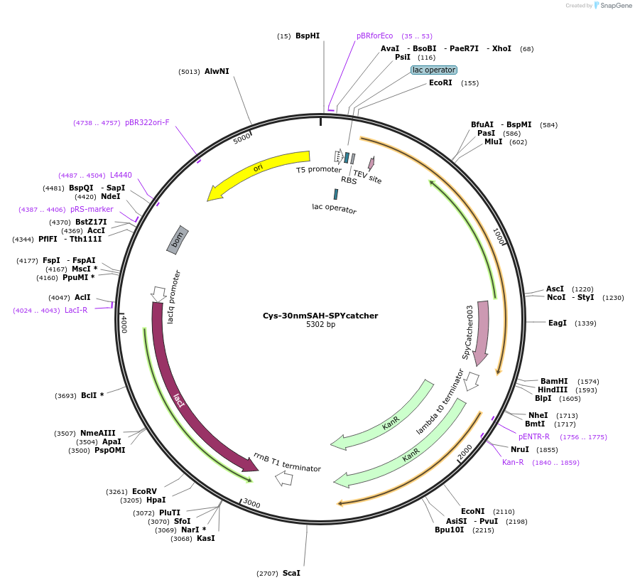 214839-plasmid-map-sequence-id-425308