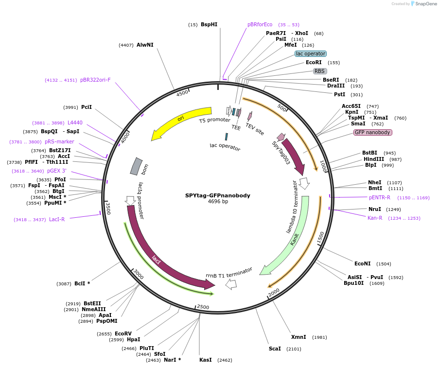 214837-plasmid-map-sequence-id-425310