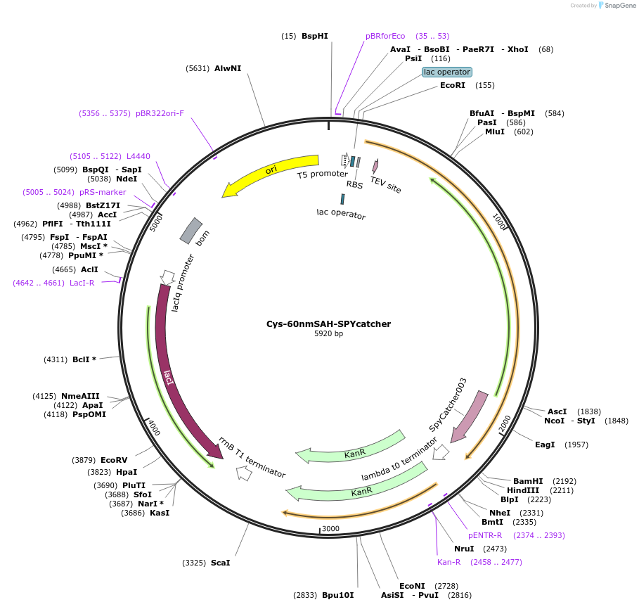 214840-plasmid-map-sequence-id-425312