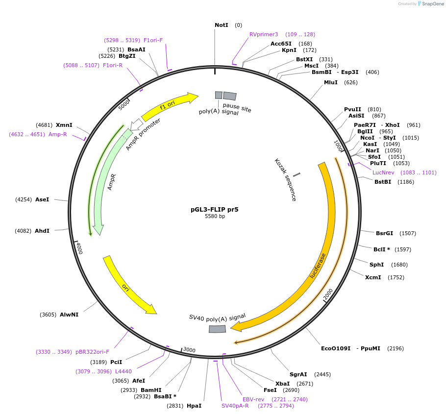 19130-plasmid-map-sequence-id-425315