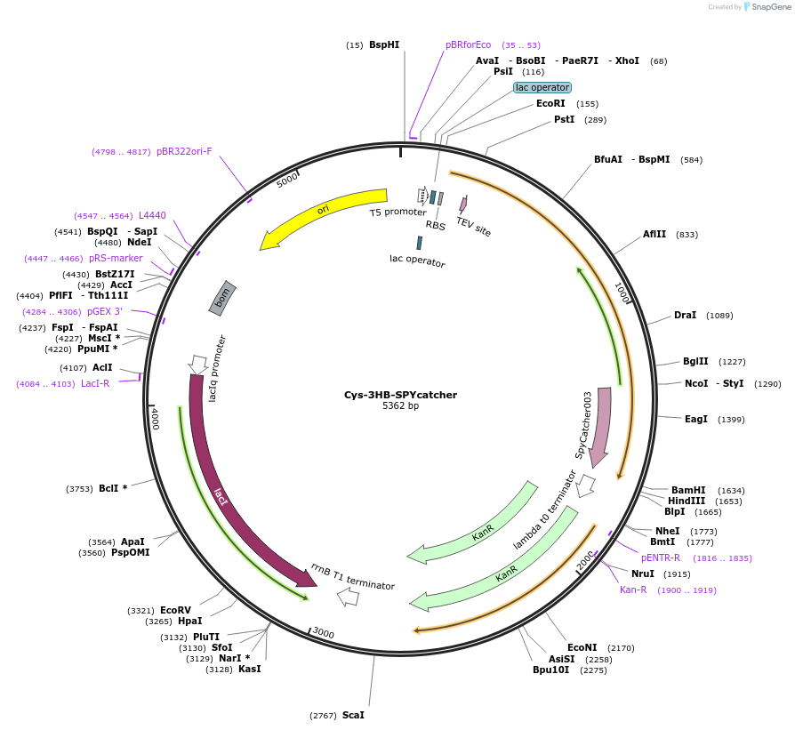 214838-plasmid-map-sequence-id-425316