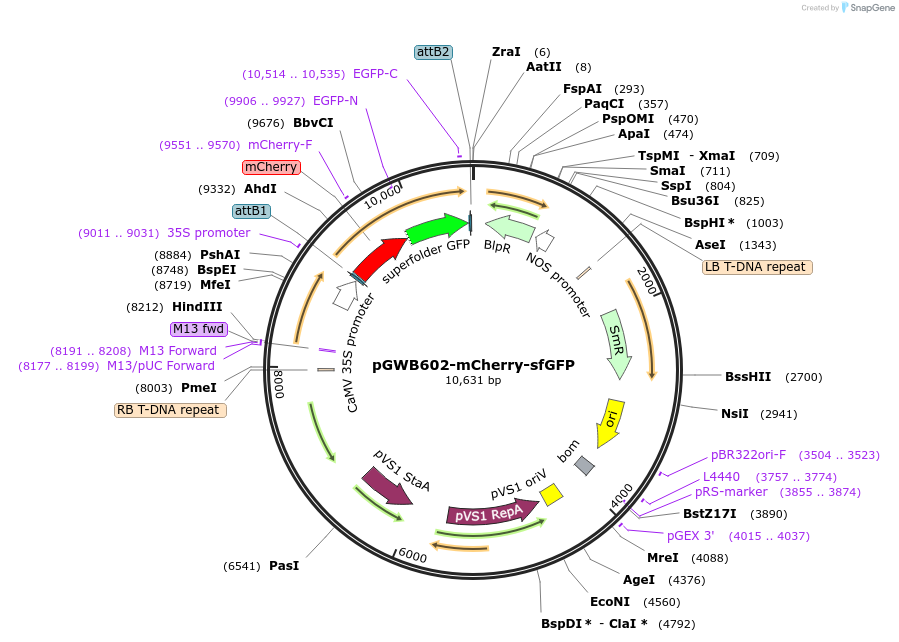 213860-plasmid-map-sequence-id-425325