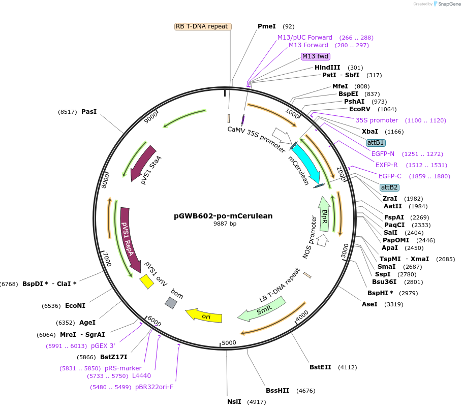 213861-plasmid-map-sequence-id-425327