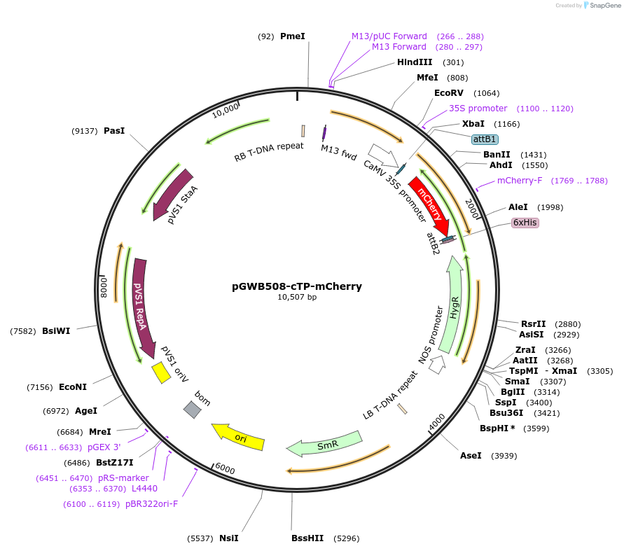 213862-plasmid-map-sequence-id-425330