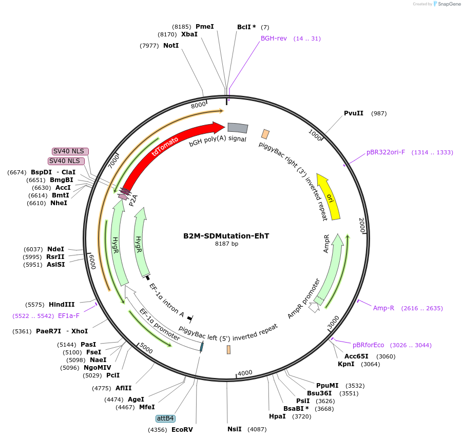 215546-plasmid-map-sequence-id-425336