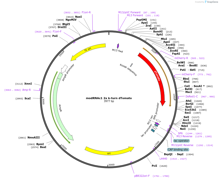 213976-plasmid-map-sequence-id-425340