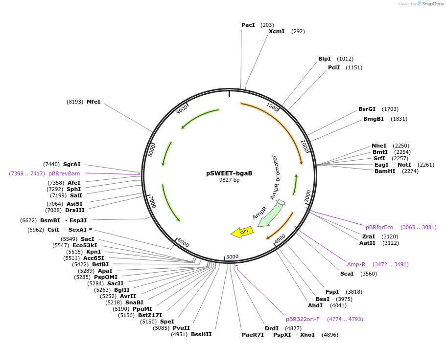 210272-plasmid-map-sequence-id-425345