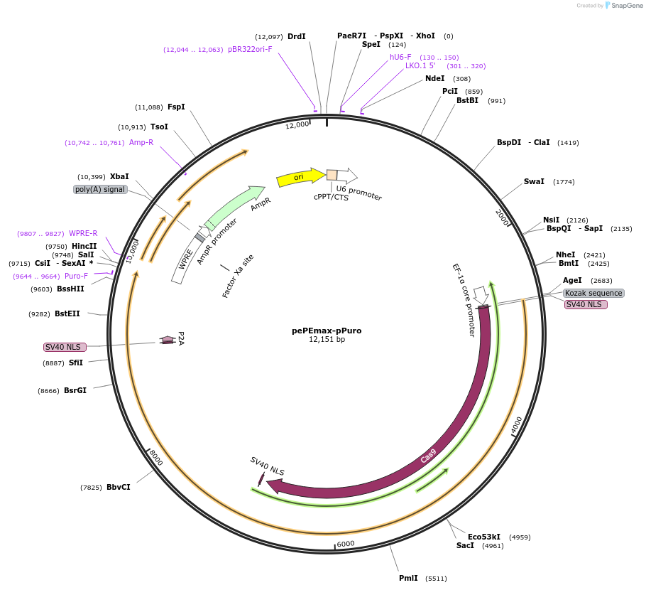 215688-plasmid-map-sequence-id-425346