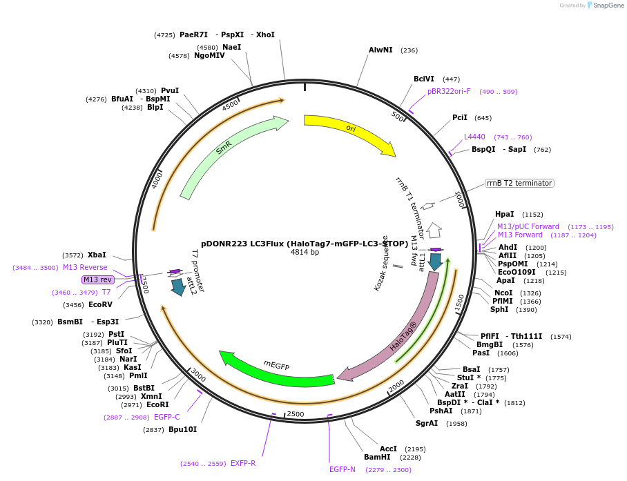 215004-plasmid-map-sequence-id-425348