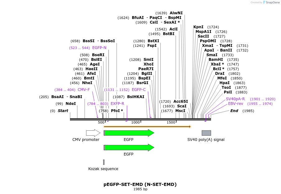 425353_map