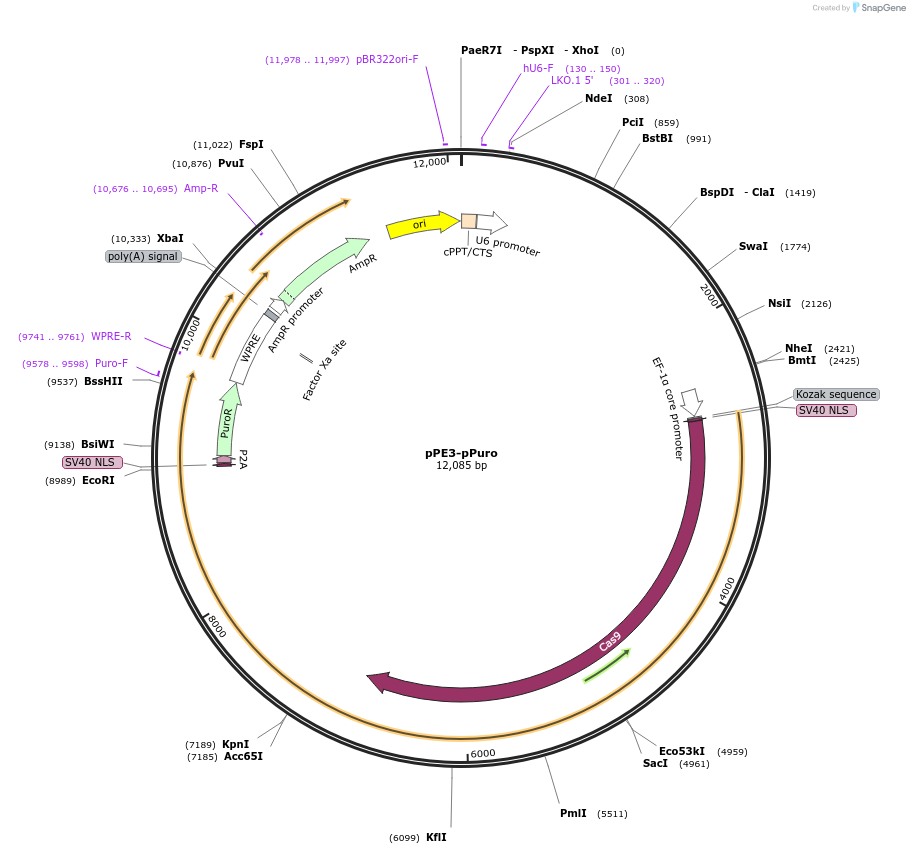 215722-plasmid-map-sequence-id-425375
