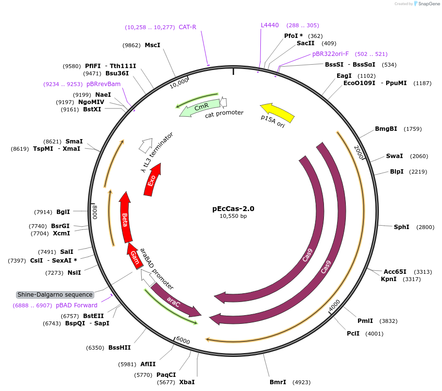 190697-plasmid-map-sequence-id-425414