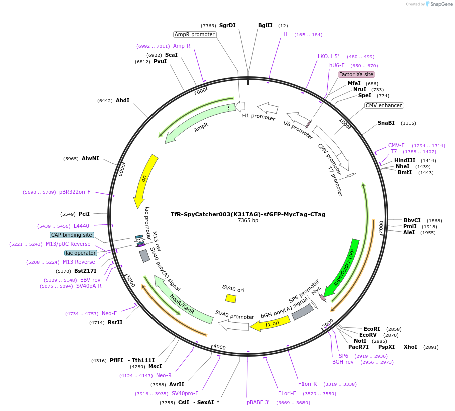 210021-plasmid-map-sequence-id-425593