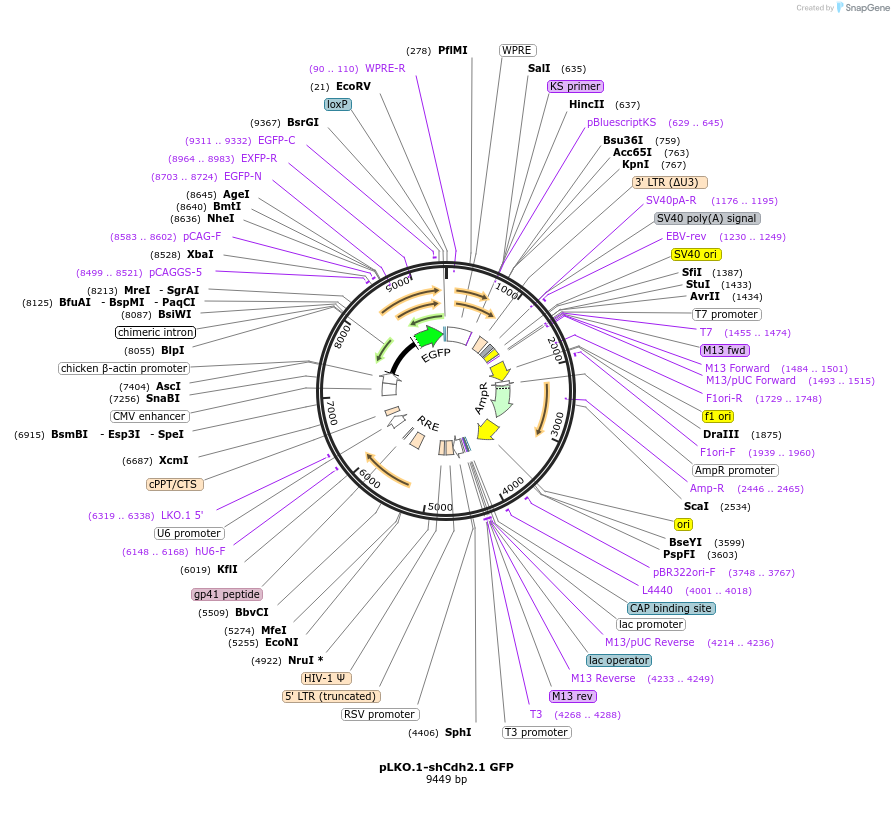 209099-plasmid-map-sequence-id-425597