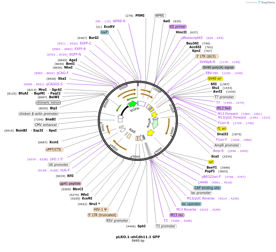 209103-plasmid-map-sequence-id-425598