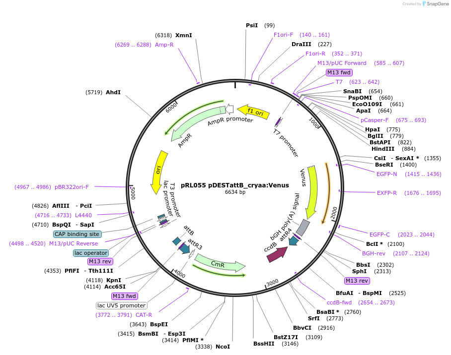 213509-plasmid-map-sequence-id-425604
