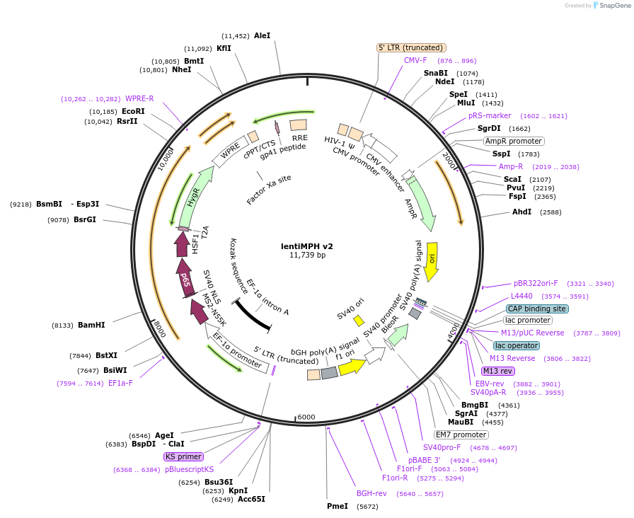 89308-plasmid-map-sequence-id-425605
