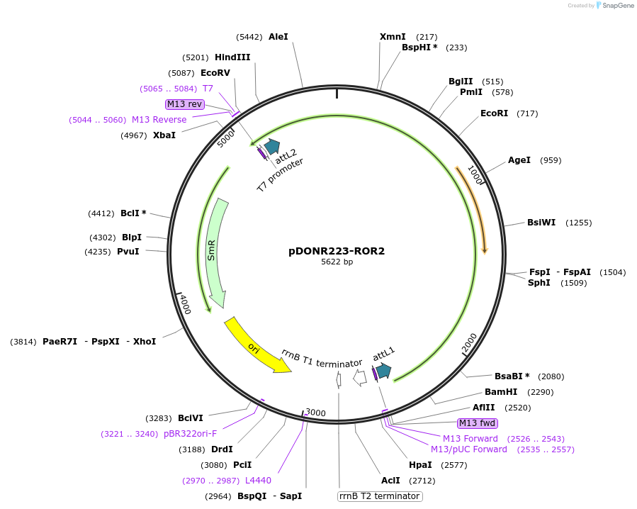 23927-plasmid-map-sequence-id-425610
